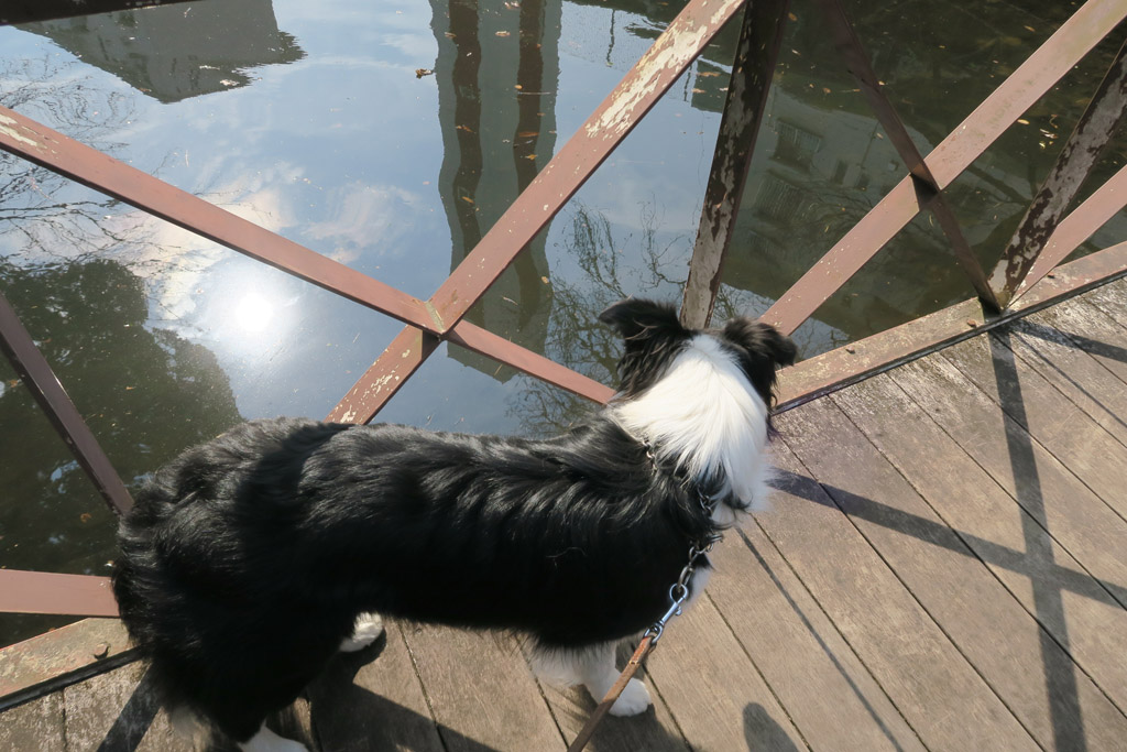 f:id:border-pichi:20190317002215j:plain