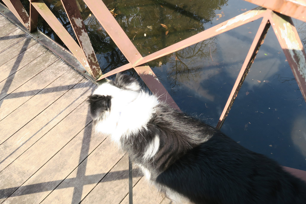 f:id:border-pichi:20190317002304j:plain
