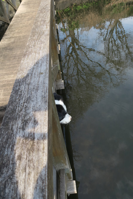 f:id:border-pichi:20190317002510j:plain