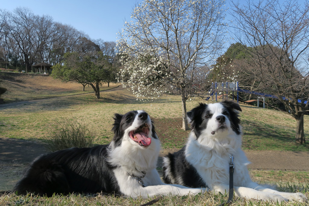 f:id:border-pichi:20190317231433j:plain
