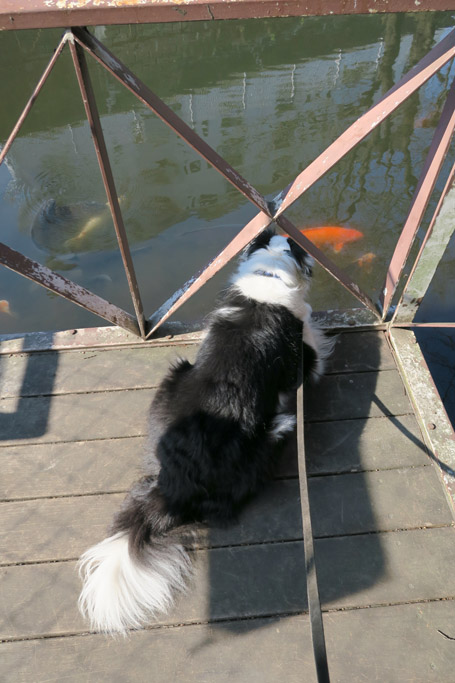 f:id:border-pichi:20190317232012j:plain