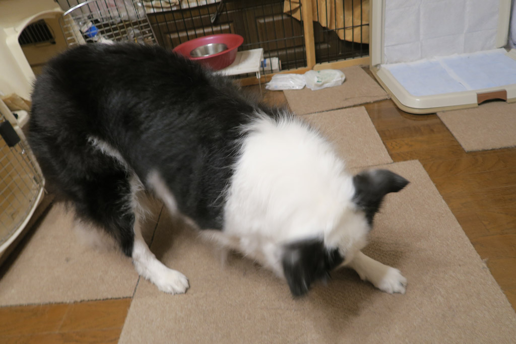f:id:border-pichi:20190324071501j:plain