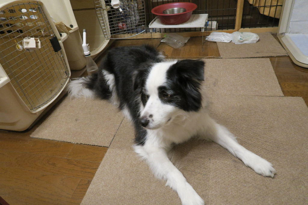 f:id:border-pichi:20190324071552j:plain