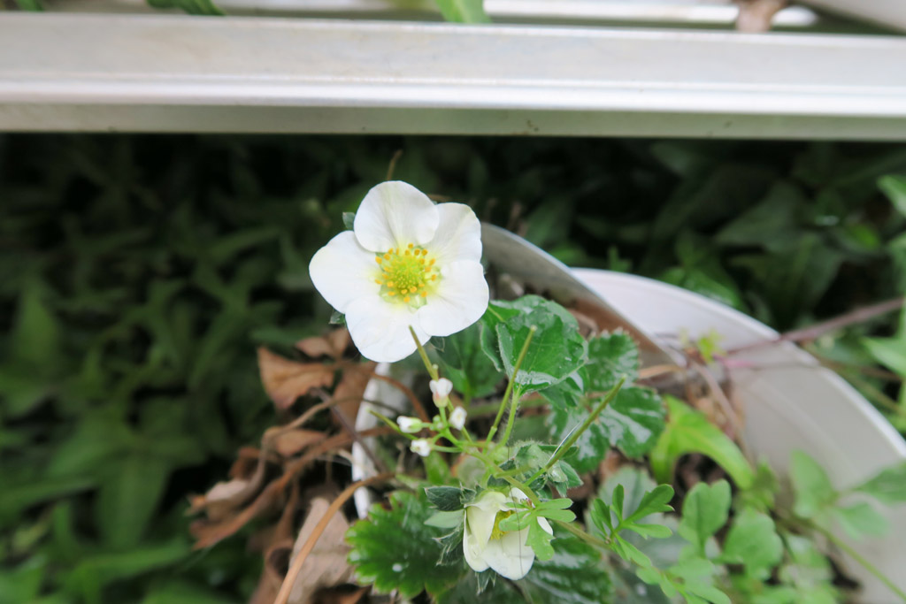 f:id:border-pichi:20190324072259j:plain