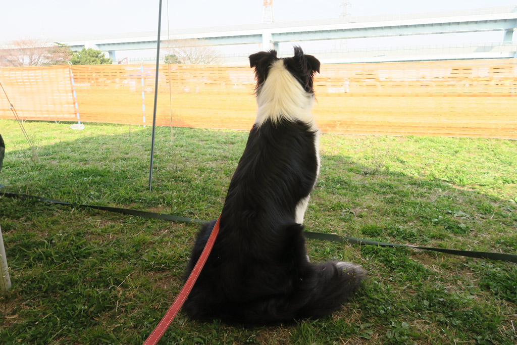 f:id:border-pichi:20190403001815j:plain
