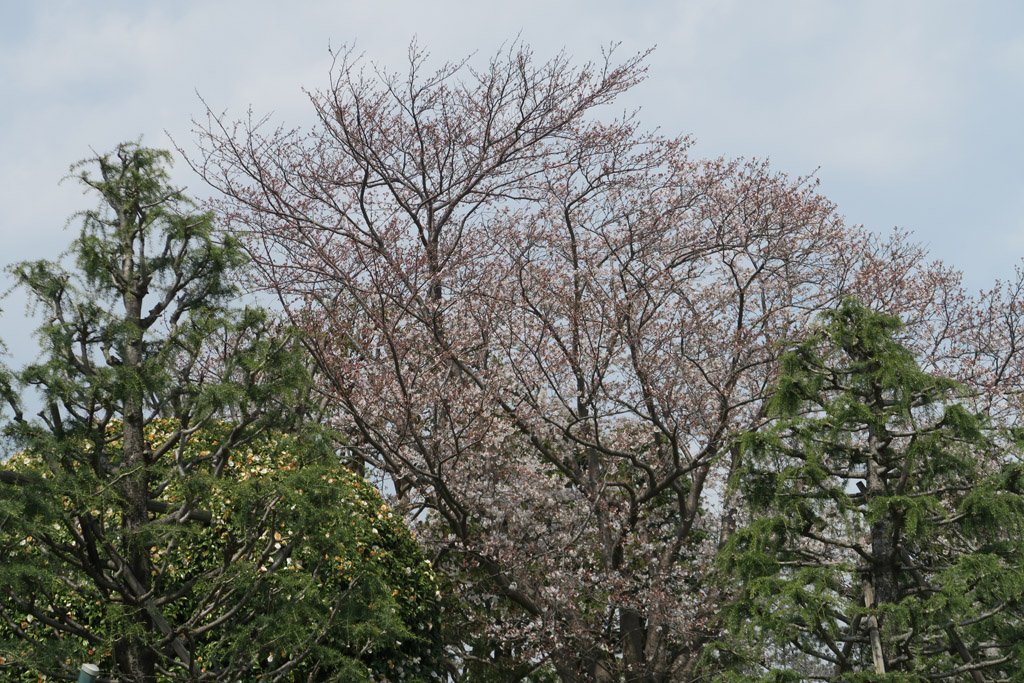 f:id:border-pichi:20190406122245j:plain f:id:border-pichi:20190406122245j:plain
