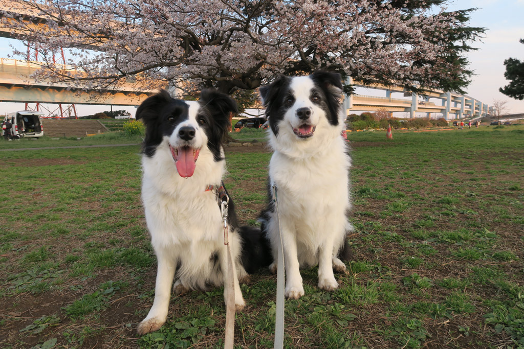 f:id:border-pichi:20190406123740j:plain f:id:border-pichi:20190406123740j:plain
