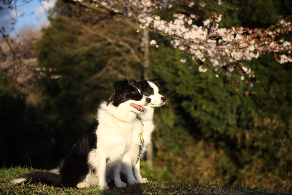 f:id:border-pichi:20190406131300j:plain f:id:border-pichi:20190406131300j:plain