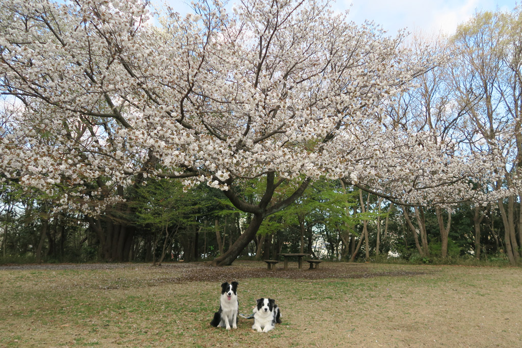 f:id:border-pichi:20190406131528j:plain f:id:border-pichi:20190406131528j:plain