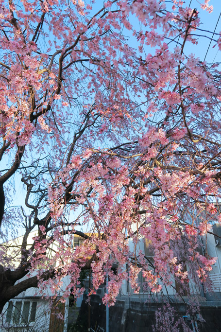 f:id:border-pichi:20190406190443j:plain