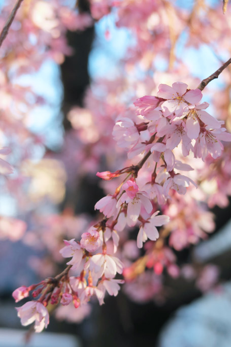f:id:border-pichi:20190406190508j:plain