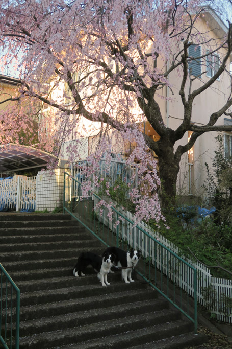 f:id:border-pichi:20190406190532j:plain