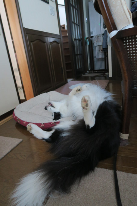 f:id:border-pichi:20190406191036j:plain f:id:border-pichi:20190406191036j:plain