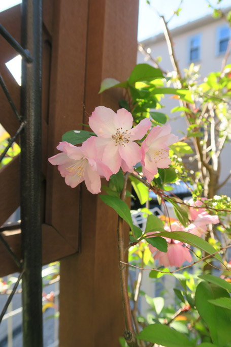 f:id:border-pichi:20190406191229j:plain f:id:border-pichi:20190406191229j:plain