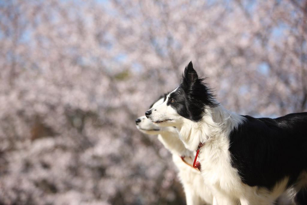 f:id:border-pichi:20190406192033j:plain f:id:border-pichi:20190406192033j:plain