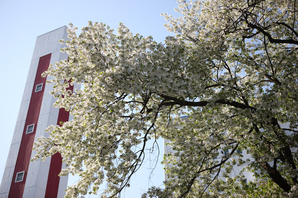 f:id:border-pichi:20190409183051j:plain