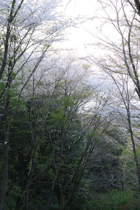 f:id:border-pichi:20190409183852j:plain f:id:border-pichi:20190409183852j:plain
