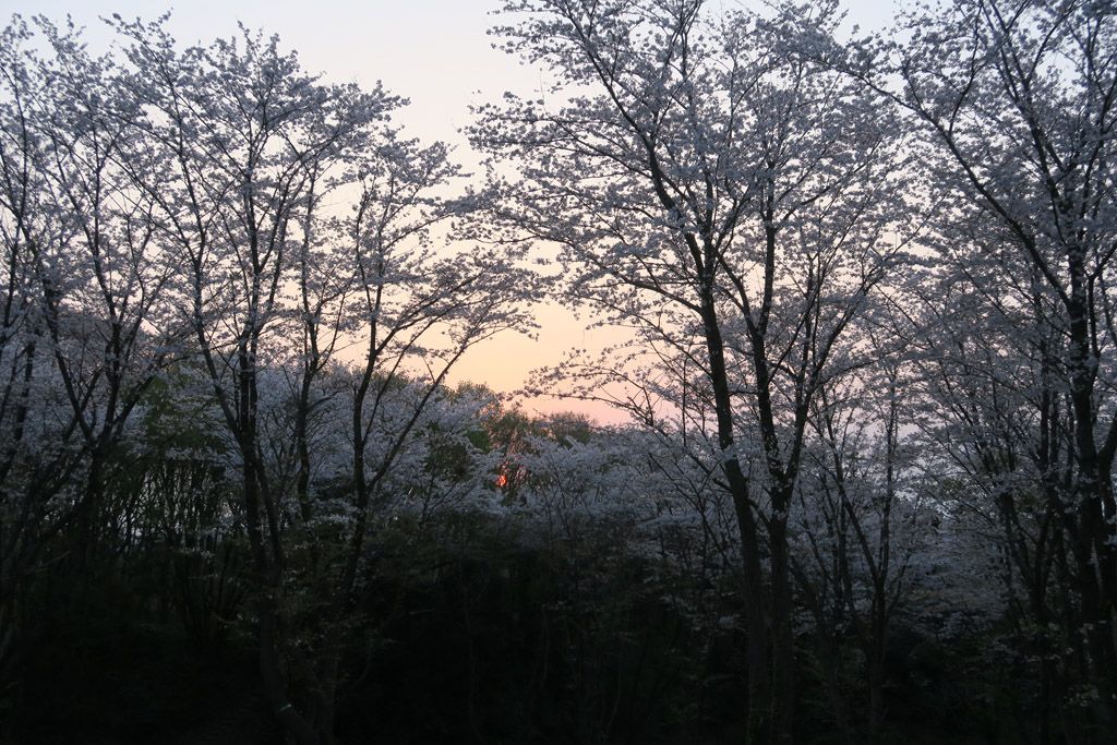 f:id:border-pichi:20190409184338j:plain f:id:border-pichi:20190409184338j:plain