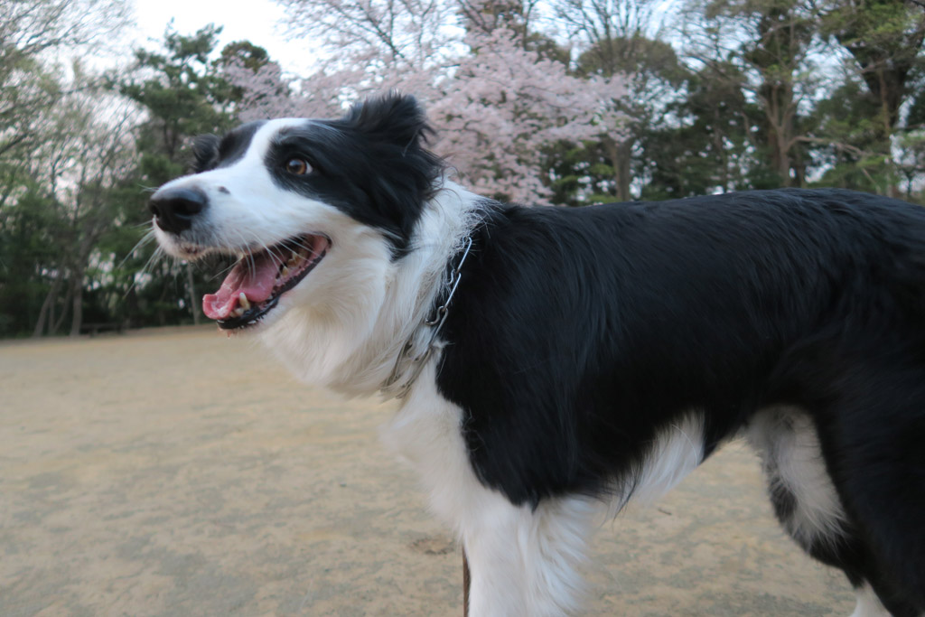 f:id:border-pichi:20190409184641j:plain f:id:border-pichi:20190409184641j:plain