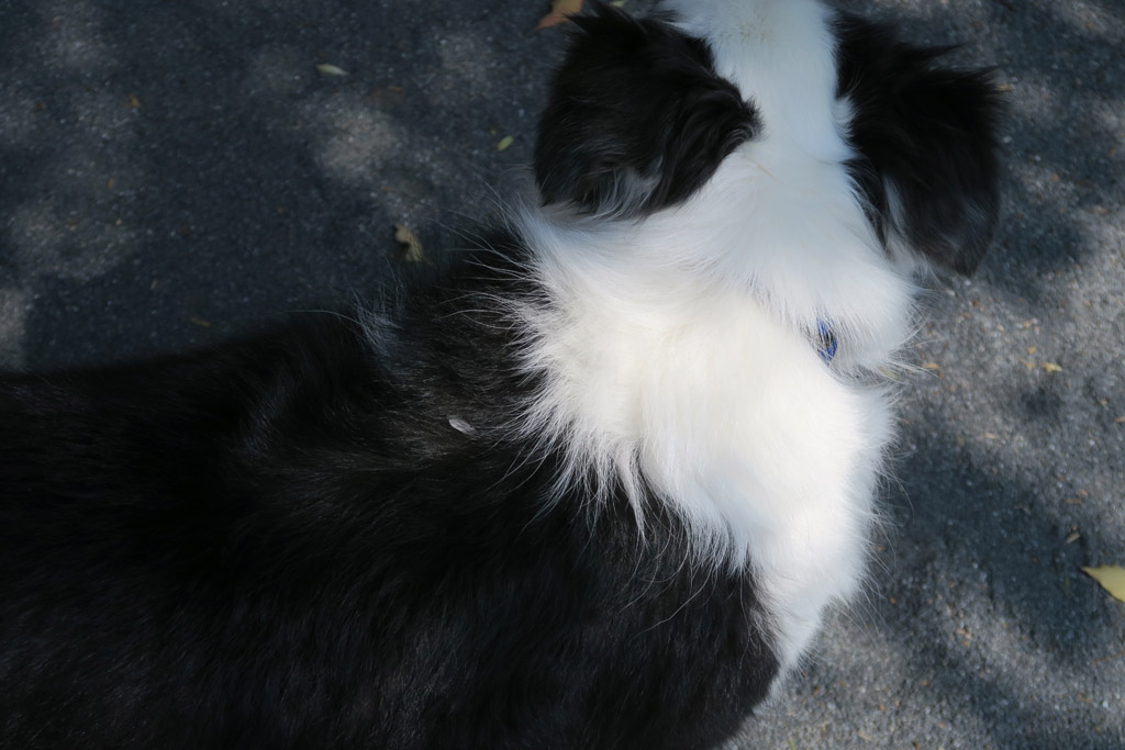 f:id:border-pichi:20190409192830j:plain