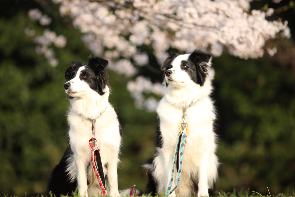 f:id:border-pichi:20190414083436j:plain