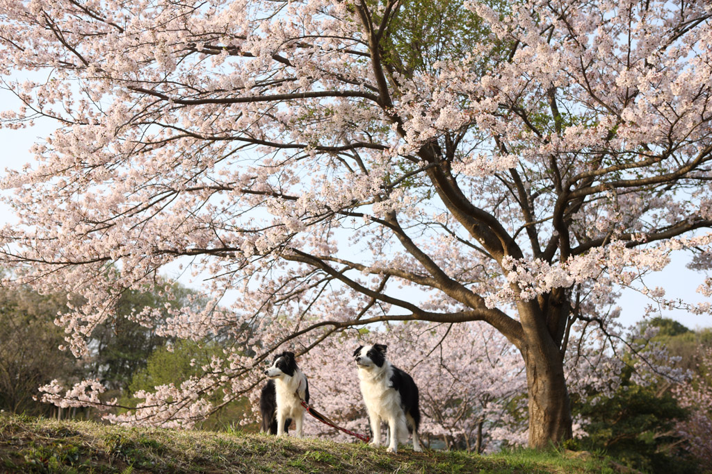 f:id:border-pichi:20190414083614j:plain