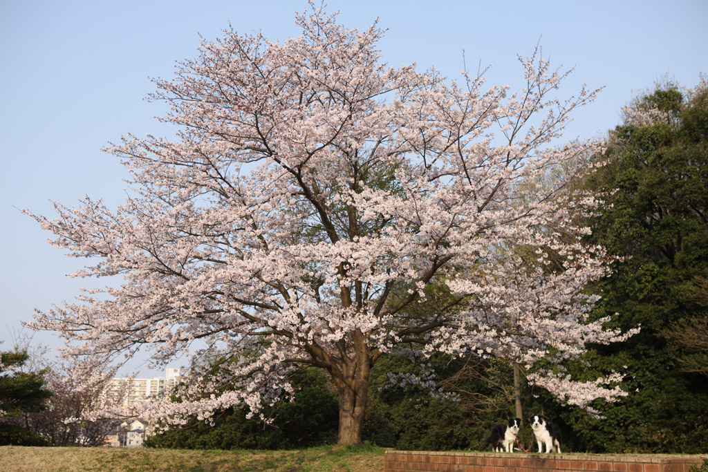 f:id:border-pichi:20190414083728j:plain
