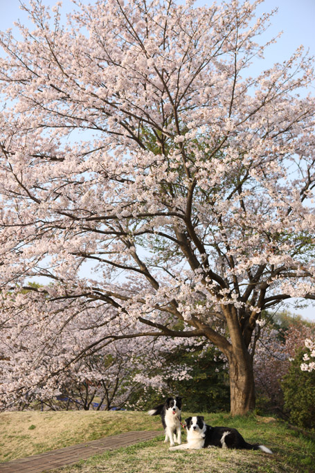 f:id:border-pichi:20190414083802j:plain