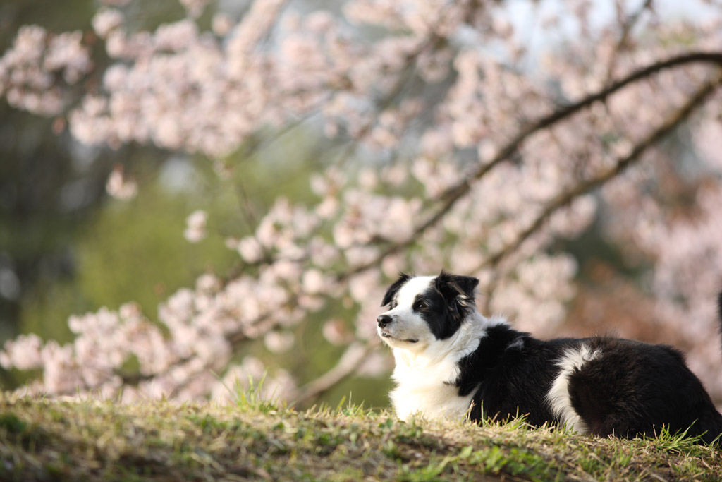 f:id:border-pichi:20190414084706j:plain f:id:border-pichi:20190414084706j:plain