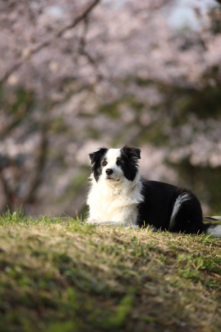 f:id:border-pichi:20190414084748j:plain f:id:border-pichi:20190414084748j:plain