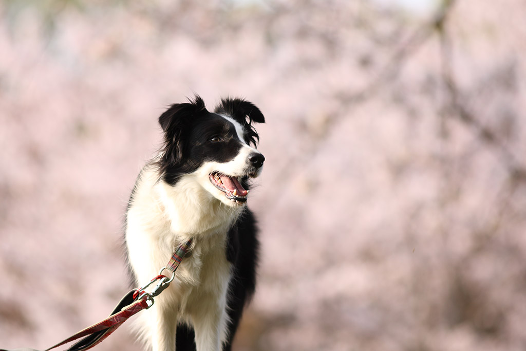 f:id:border-pichi:20190414084906j:plain f:id:border-pichi:20190414084906j:plain