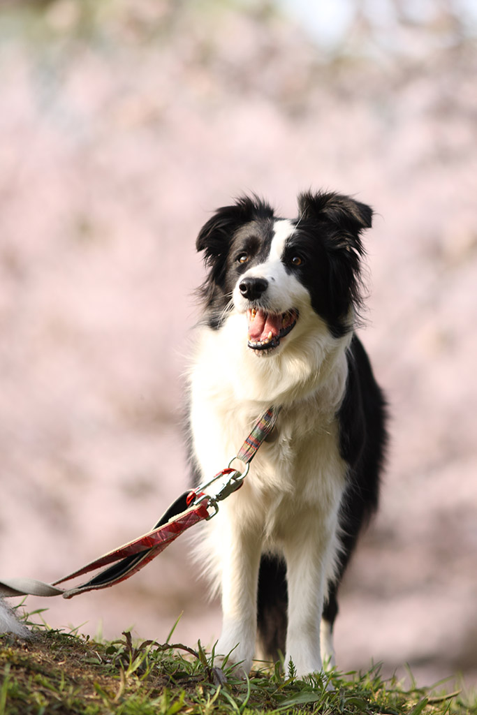 f:id:border-pichi:20190414084955j:plain f:id:border-pichi:20190414084955j:plain