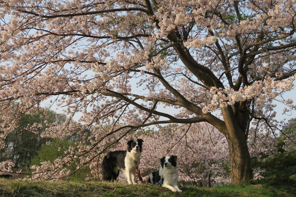 f:id:border-pichi:20190414085334j:plain f:id:border-pichi:20190414085334j:plain