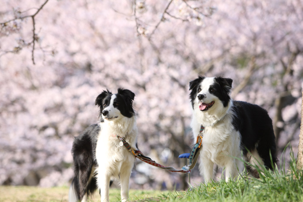 f:id:border-pichi:20190414090139j:plain f:id:border-pichi:20190414090139j:plain