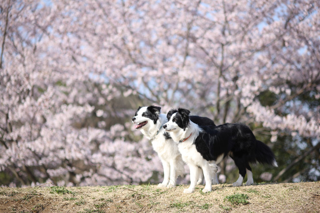 f:id:border-pichi:20190414090435j:plain f:id:border-pichi:20190414090435j:plain