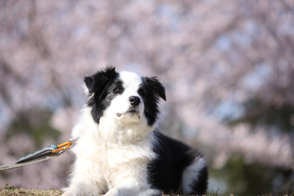 f:id:border-pichi:20190414090830j:plain f:id:border-pichi:20190414090830j:plain