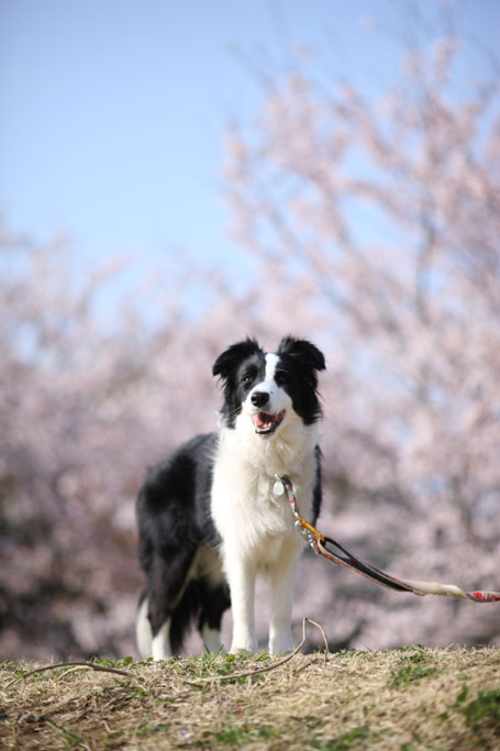 f:id:border-pichi:20190414090922j:plain f:id:border-pichi:20190414090922j:plain