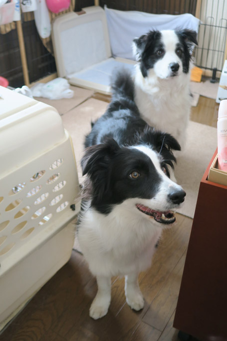 f:id:border-pichi:20190417183618j:plain