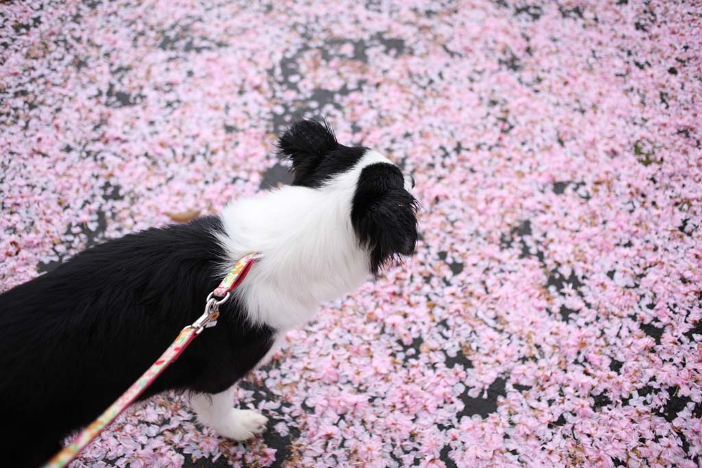 f:id:border-pichi:20190417190143j:plain