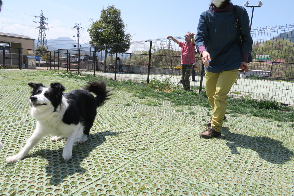 f:id:border-pichi:20190423202734j:plain f:id:border-pichi:20190423202734j:plain