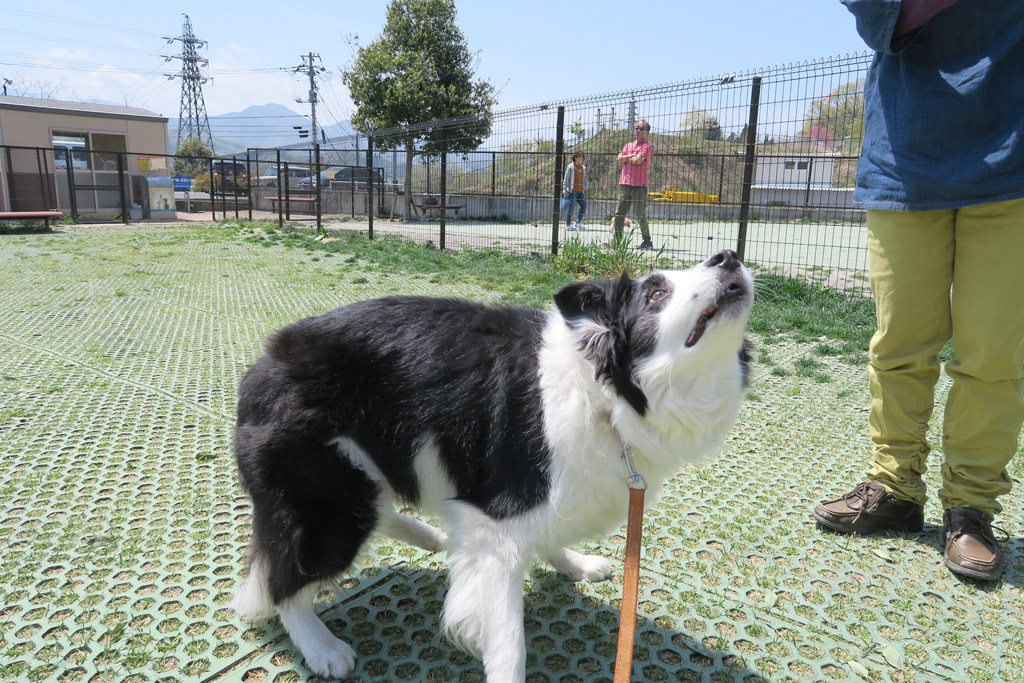 f:id:border-pichi:20190423202813j:plain f:id:border-pichi:20190423202813j:plain