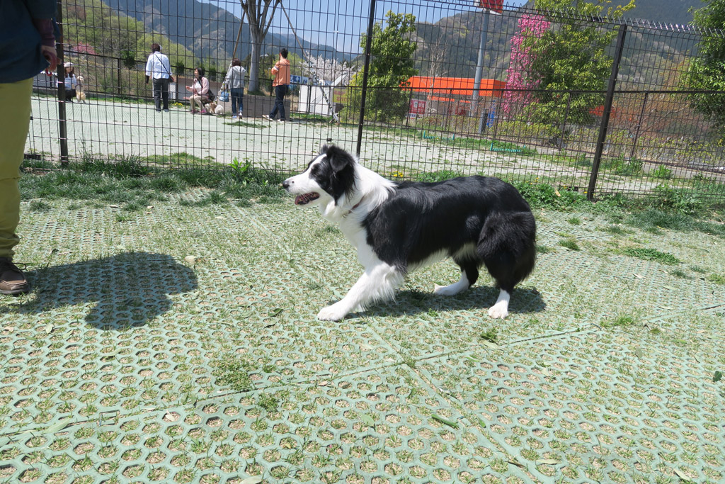 f:id:border-pichi:20190423202900j:plain f:id:border-pichi:20190423202900j:plain
