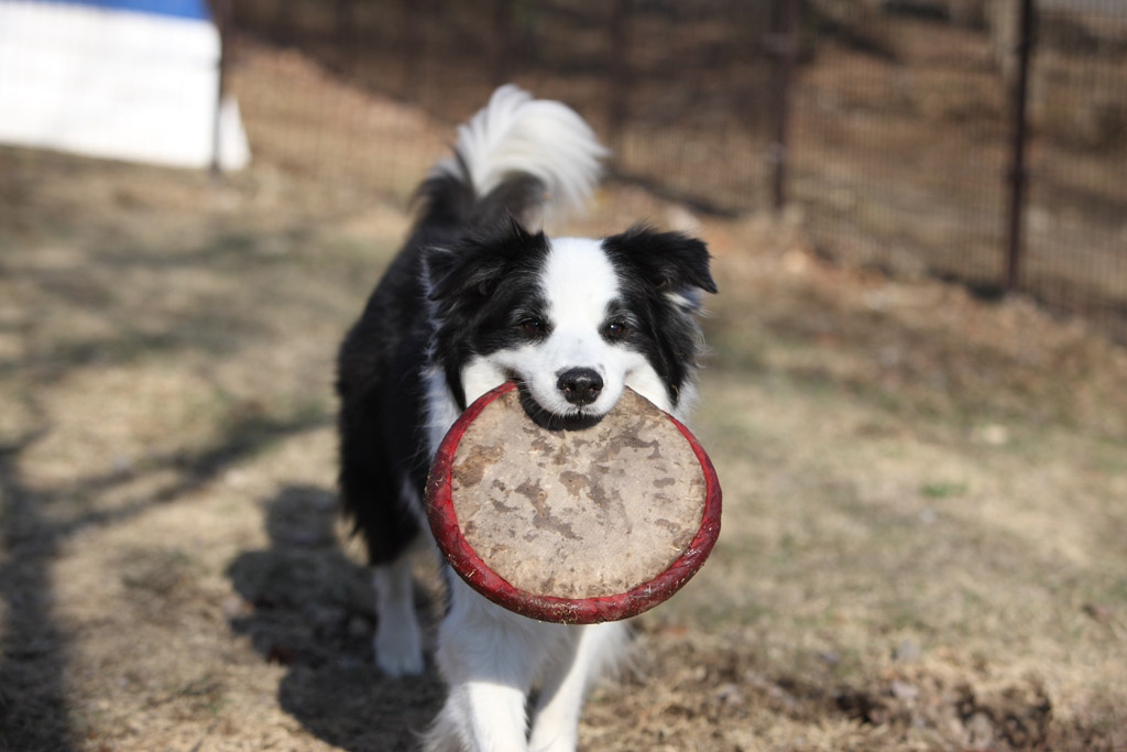 f:id:border-pichi:20190423203557j:plain