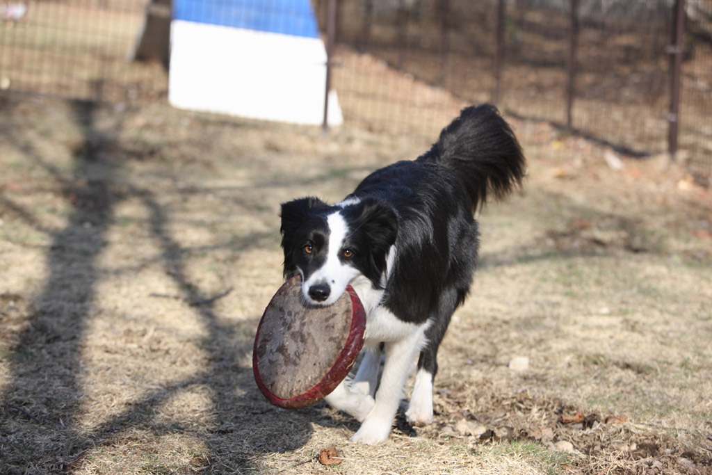 f:id:border-pichi:20190423203647j:plain