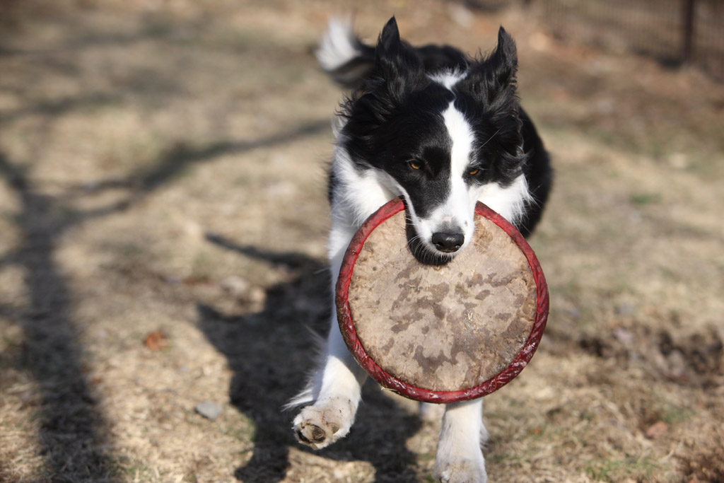 f:id:border-pichi:20190423203731j:plain