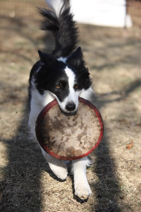 f:id:border-pichi:20190423203831j:plain