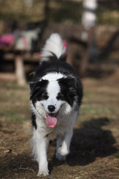 f:id:border-pichi:20190423204018j:plain