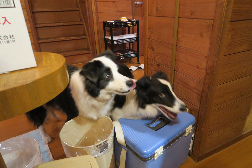 f:id:border-pichi:20190425201656j:plain