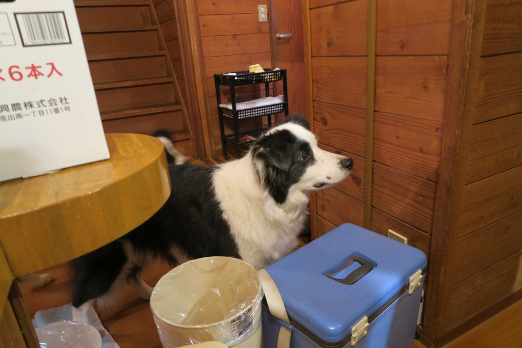 f:id:border-pichi:20190425201843j:plain