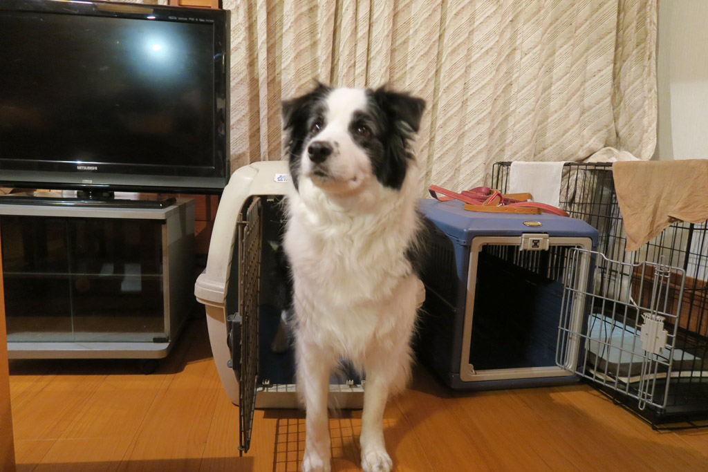 f:id:border-pichi:20190425201937j:plain